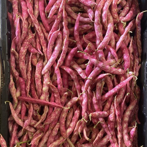 Haricots rouge nouvelles vaglio