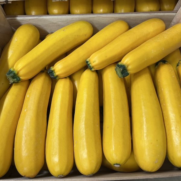 Courgettes jaune nouvelle vaglio