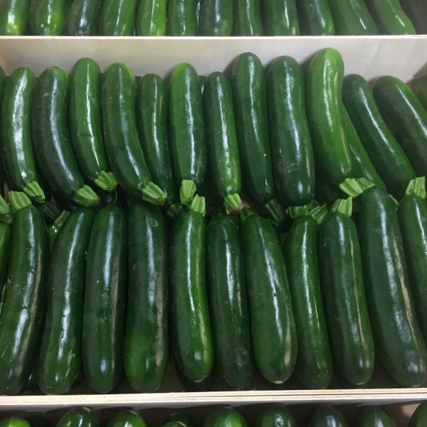 Courgette longue verte nouvelle vaglio