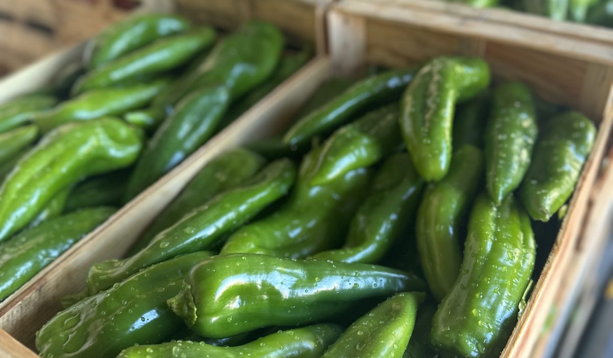 poivrons corne de bœuf vert nouvelle vaglio