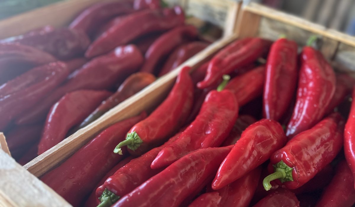 Poivron corne de boeuf rouge nouvelle vaglio
