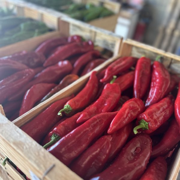 Poivron corne de boeuf rouge nouvelle vaglio