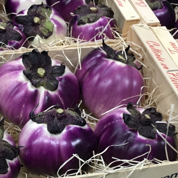 Aubergine ronde violette nouvelle vaglio