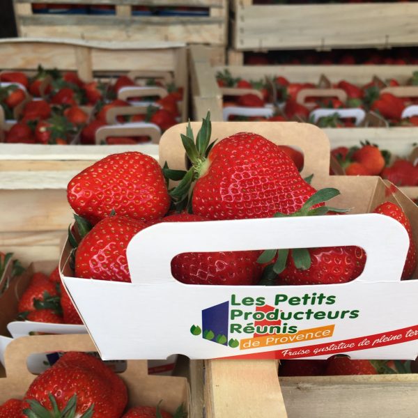 Fraise nouvelle vaglio