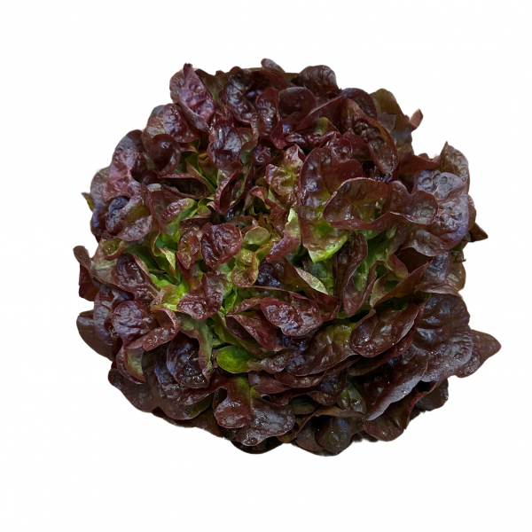 feuille de chene rouge nouvelle vaglio
