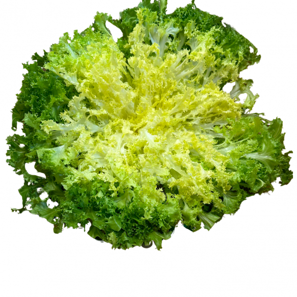 frisée nouvelle Vaglio